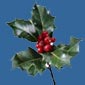 holly